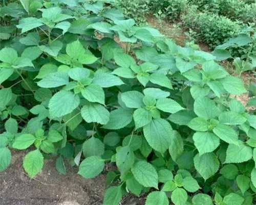 试管婴儿补贴广州市,试管婴儿有补贴吗