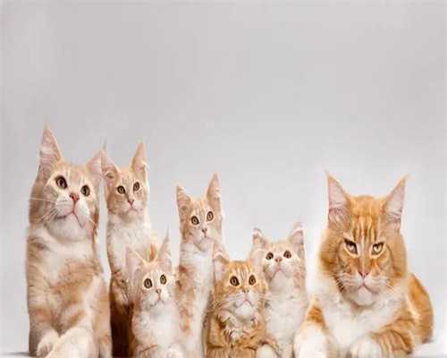 代生子生男孩：上海试管婴儿私人机构排名榜最新名单公布，哪家最靠谱？